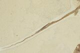 18" Fossil Stingray (Heliobatis) With Knightia - Wyoming - #202113-3